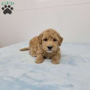 Hilton, Havapoo Puppy