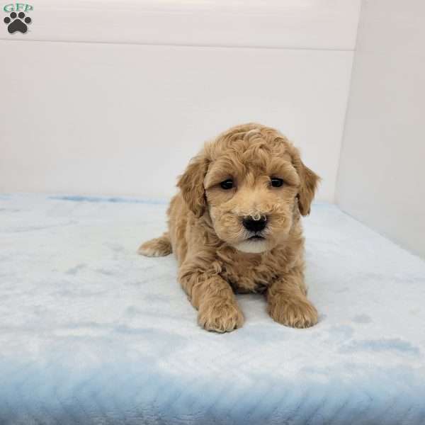 Hilton, Havapoo Puppy