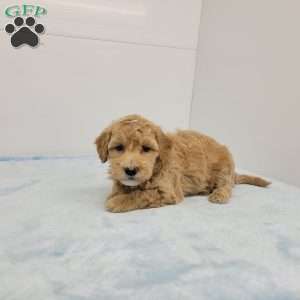 Hilton, Havapoo Puppy