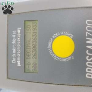 Harry, Havapoo Puppy