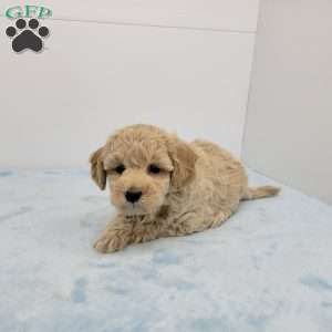 Harry, Havapoo Puppy