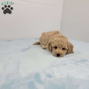 Harry, Havapoo Puppy