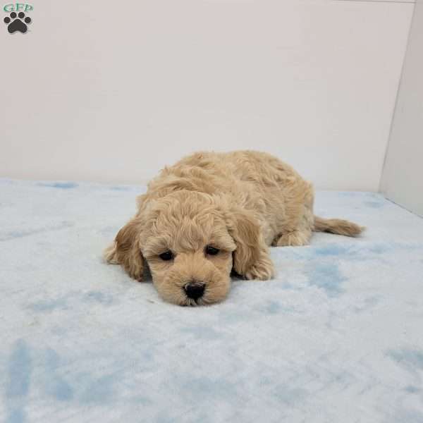 Harry, Havapoo Puppy