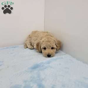 Harry, Havapoo Puppy