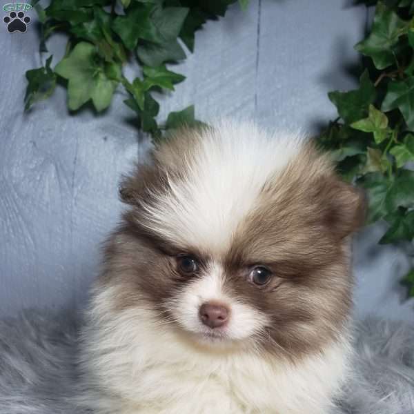 Ace, Pomeranian Puppy