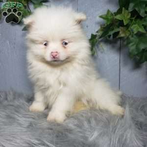 Ava, Pomeranian Puppy