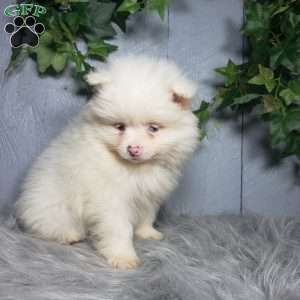 Ava, Pomeranian Puppy