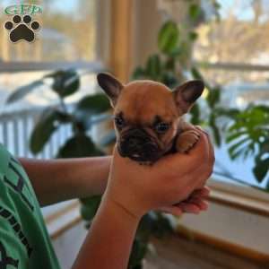 Olivia, French Bulldog Puppy