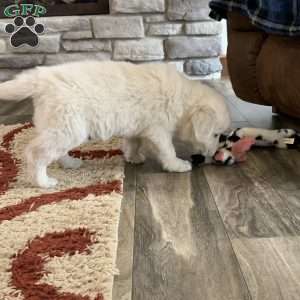 Tommy, English Cream Golden Retriever Puppy