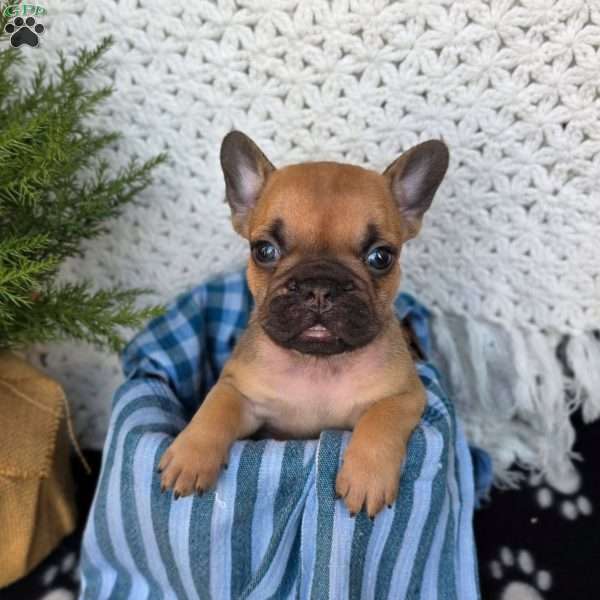 Olivia, French Bulldog Puppy