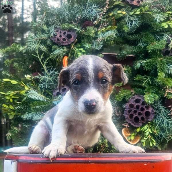 Christopher, Jack-a-poo Puppy