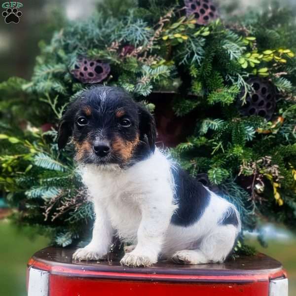 Silas, Jack-a-poo Puppy