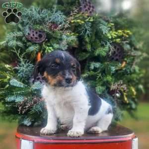 Silas, Jack-a-poo Puppy