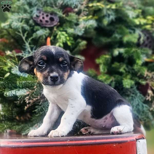 Juniper, Jack-a-poo Puppy