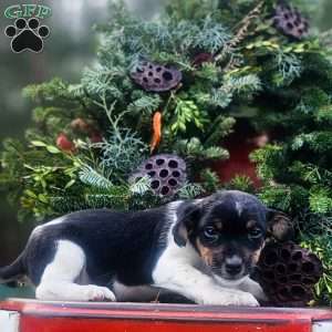 Juniper, Jack-a-poo Puppy