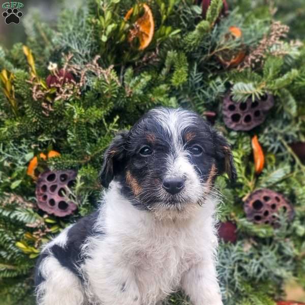 Joseph, Jack-a-poo Puppy