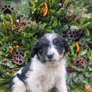 Joseph, Jack-a-poo Puppy