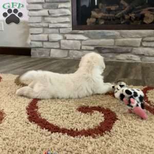 Tommy, English Cream Golden Retriever Puppy