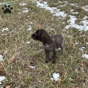 Ruby, German Shorthaired Pointer Puppy