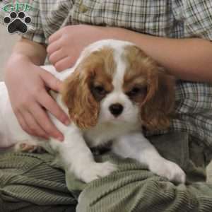Zachary, Cavalier King Charles Spaniel Puppy