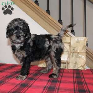 Kringle, Mini Labradoodle Puppy