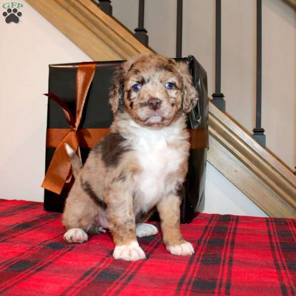Karol, Mini Labradoodle Puppy