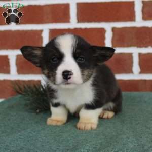 Josh, Pembroke Welsh Corgi Puppy