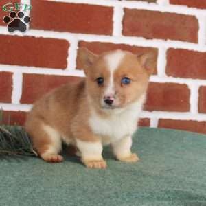 Justin, Pembroke Welsh Corgi Puppy
