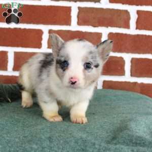 Jack, Pembroke Welsh Corgi Puppy