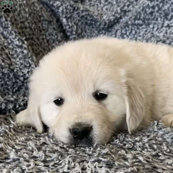 Tommy, English Cream Golden Retriever Puppy