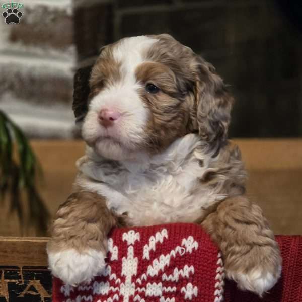Mocha, Mini Bernedoodle Puppy