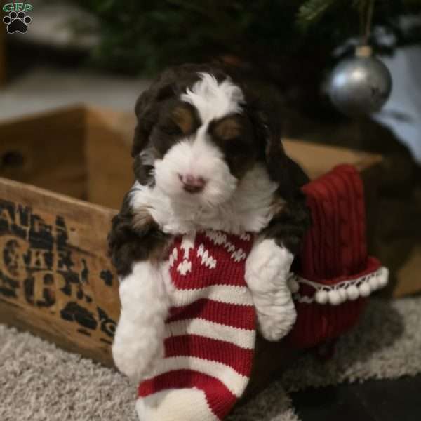 Holly, Mini Bernedoodle Puppy