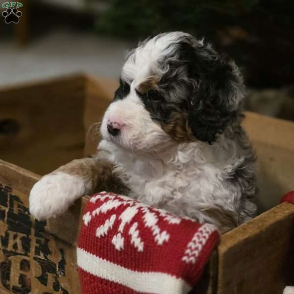 Nicholas, Mini Bernedoodle Puppy