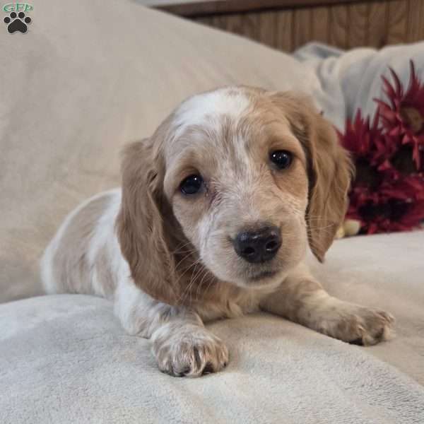 Jasper-MINI, Dachshund Mix Puppy