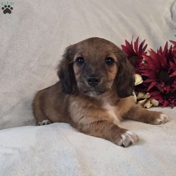 Mocha-MINI, Dachshund Mix Puppy