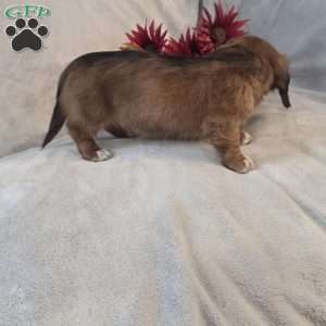 Mocha-MINI, Dachshund Mix Puppy