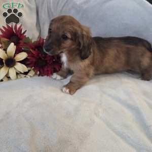 Mocha-MINI, Dachshund Mix Puppy
