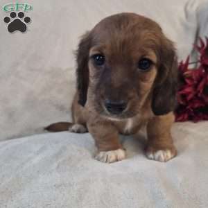 Mocha-MINI, Dachshund Mix Puppy