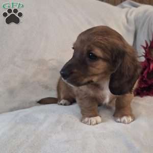 Mocha-MINI, Dachshund Mix Puppy