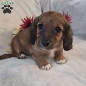 Mocha-MINI, Dachshund Mix Puppy
