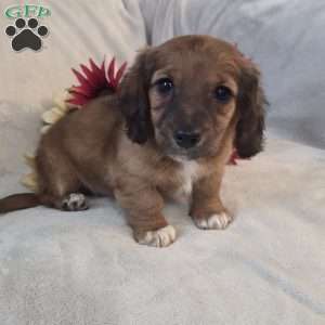 Mocha-MINI, Dachshund Mix Puppy
