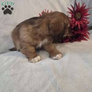 Mocha-MINI, Dachshund Mix Puppy