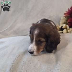 Peppermint-MINI, Dachshund Mix Puppy