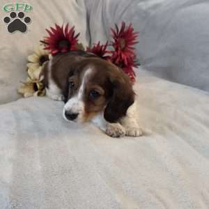 Peppermint-MINI, Dachshund Mix Puppy