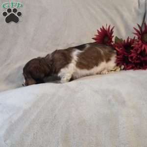 Peppermint-MINI, Dachshund Mix Puppy