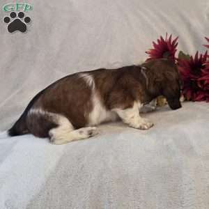 Peppermint-MINI, Dachshund Mix Puppy