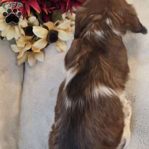 Peppermint-MINI, Dachshund Mix Puppy