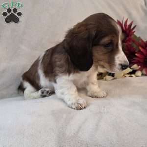 Peppermint-MINI, Dachshund Mix Puppy