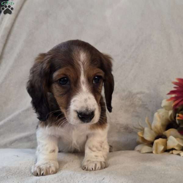 Peppermint-MINI, Dachshund Mix Puppy