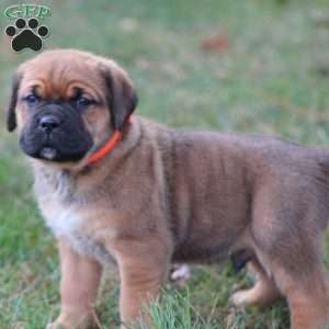 Samson, Cane Corso Puppy